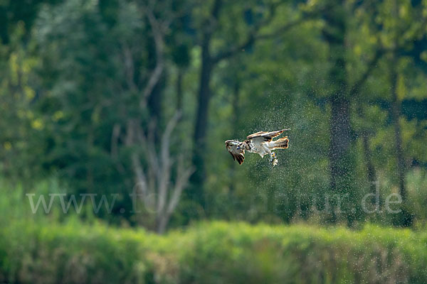 Fischadler (Pandion haliaetus)