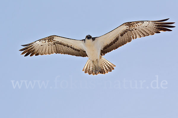 Fischadler (Pandion haliaetus)