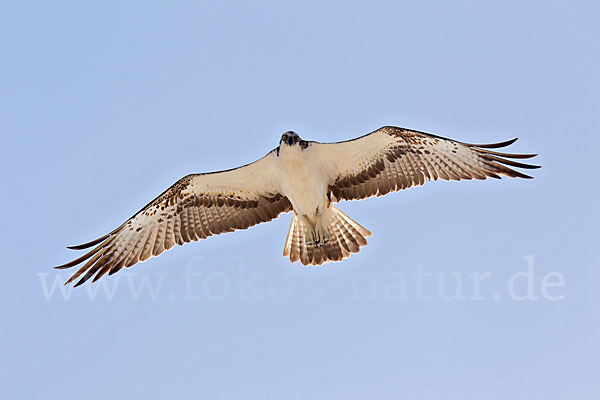 Fischadler (Pandion haliaetus)