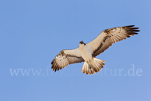 Fischadler (Pandion haliaetus)