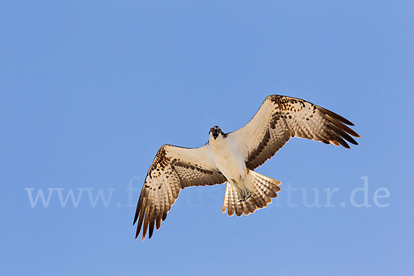 Fischadler (Pandion haliaetus)