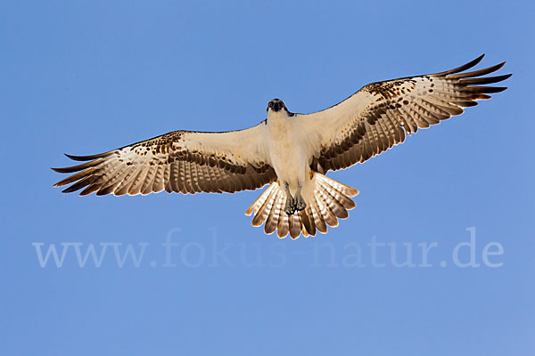 Fischadler (Pandion haliaetus)