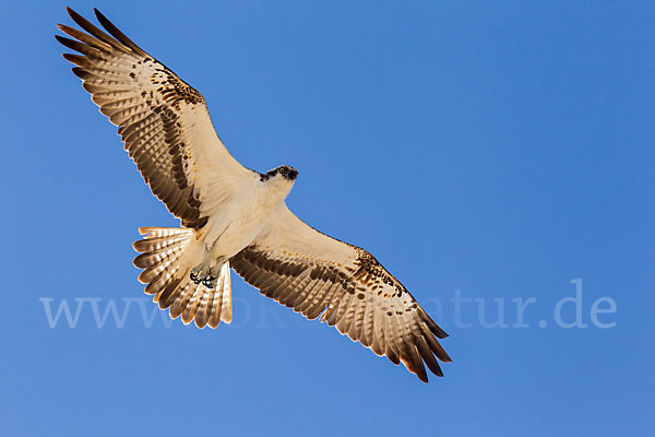 Fischadler (Pandion haliaetus)