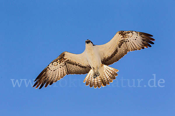 Fischadler (Pandion haliaetus)