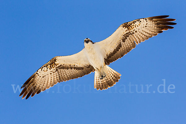 Fischadler (Pandion haliaetus)