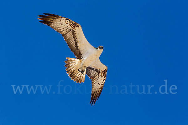 Fischadler (Pandion haliaetus)