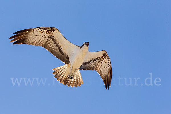 Fischadler (Pandion haliaetus)