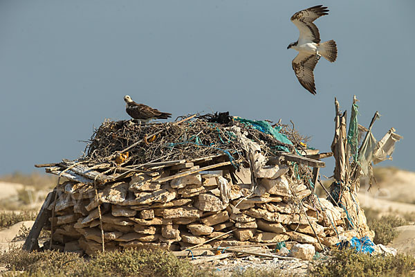 Fischadler (Pandion haliaetus)