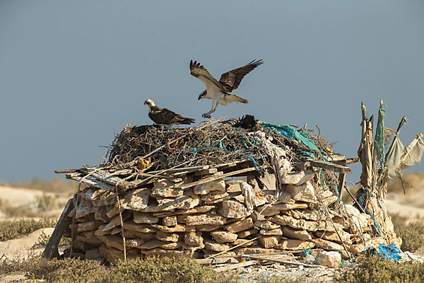 Fischadler (Pandion haliaetus)