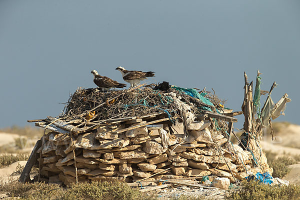 Fischadler (Pandion haliaetus)