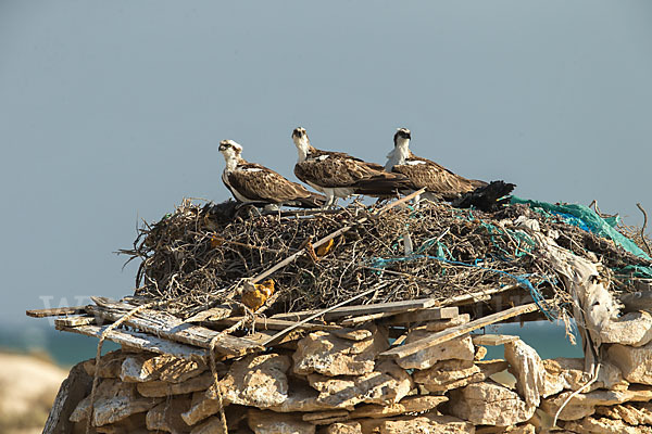 Fischadler (Pandion haliaetus)