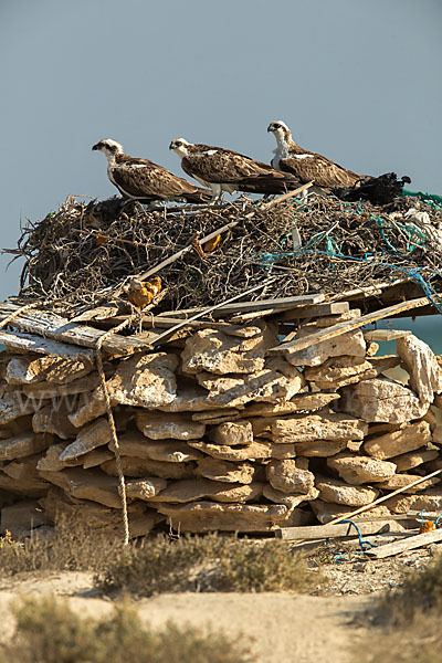 Fischadler (Pandion haliaetus)