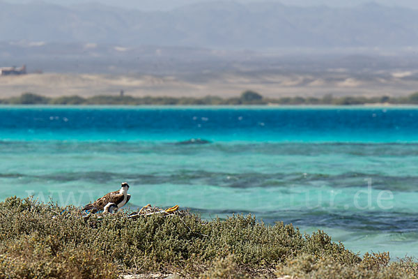 Fischadler (Pandion haliaetus)