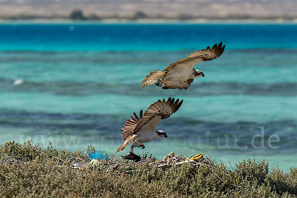 Fischadler (Pandion haliaetus)