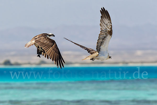 Fischadler (Pandion haliaetus)