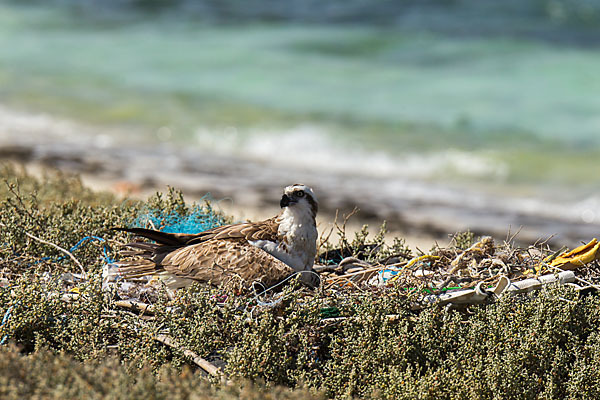 Fischadler (Pandion haliaetus)