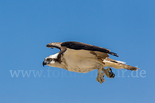 Fischadler (Pandion haliaetus)