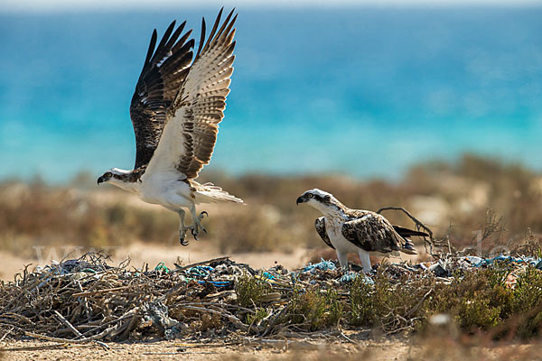 Fischadler (Pandion haliaetus)