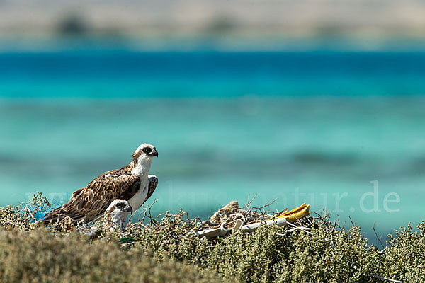 Fischadler (Pandion haliaetus)