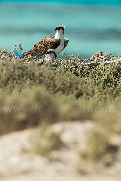 Fischadler (Pandion haliaetus)