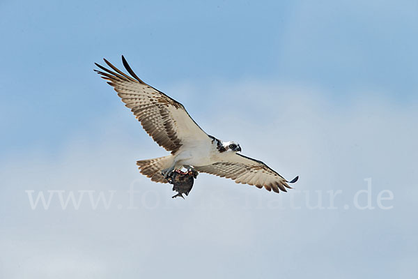 Fischadler (Pandion haliaetus)