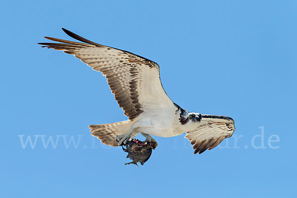 Fischadler (Pandion haliaetus)