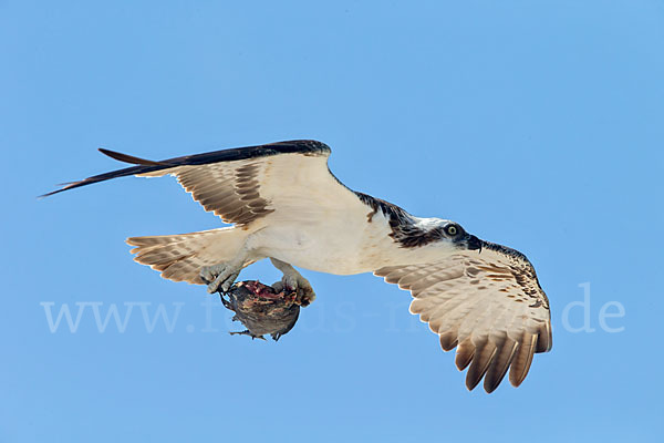 Fischadler (Pandion haliaetus)