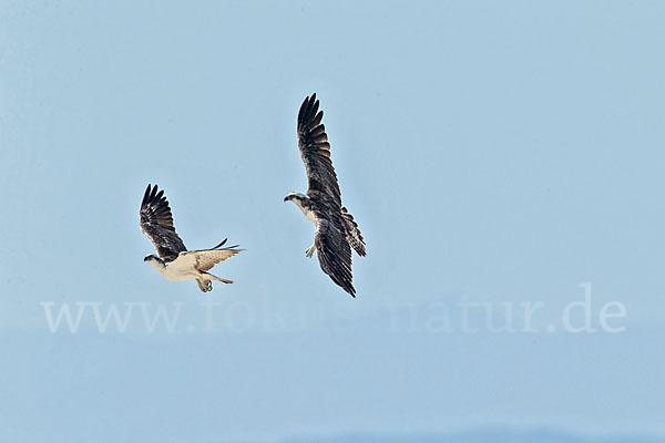 Fischadler (Pandion haliaetus)