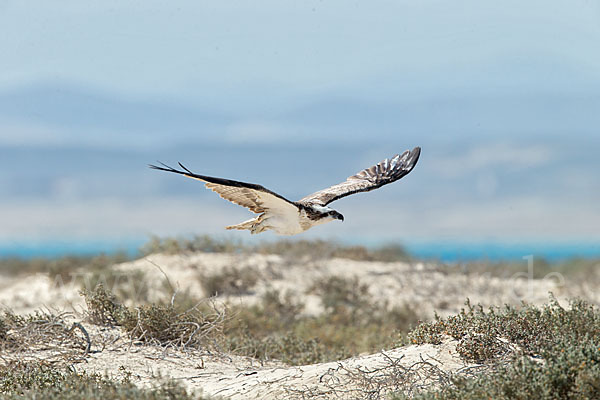 Fischadler (Pandion haliaetus)