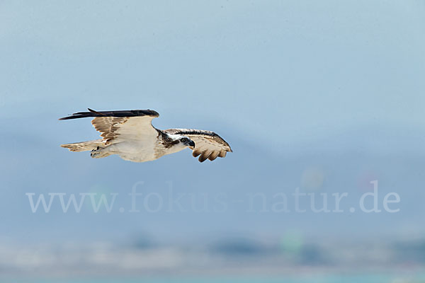 Fischadler (Pandion haliaetus)