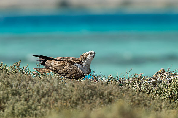 Fischadler (Pandion haliaetus)