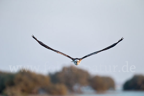 Fischadler (Pandion haliaetus)