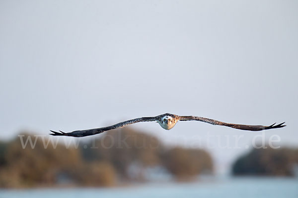 Fischadler (Pandion haliaetus)