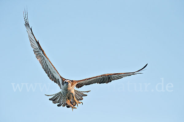 Fischadler (Pandion haliaetus)