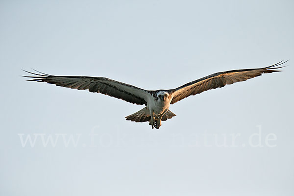 Fischadler (Pandion haliaetus)