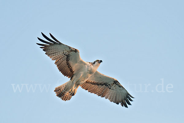 Fischadler (Pandion haliaetus)