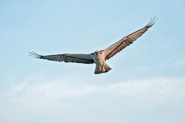 Fischadler (Pandion haliaetus)