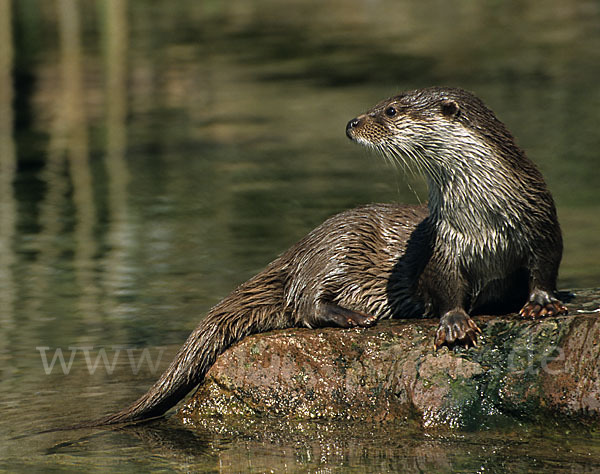 Fischotter (Lutra lutra)