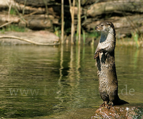 Fischotter (Lutra lutra)