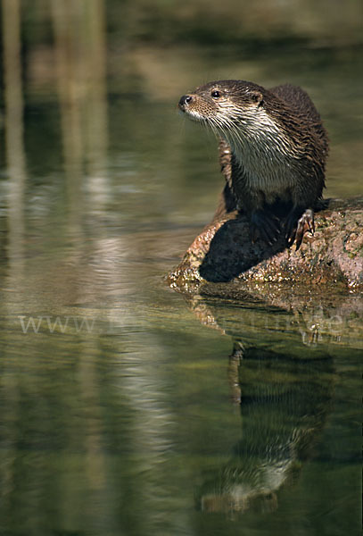 Fischotter (Lutra lutra)