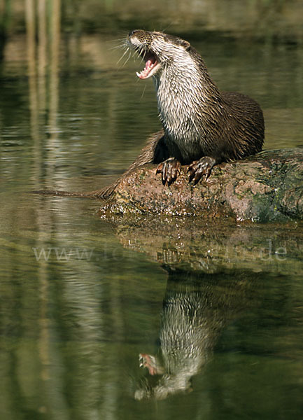 Fischotter (Lutra lutra)