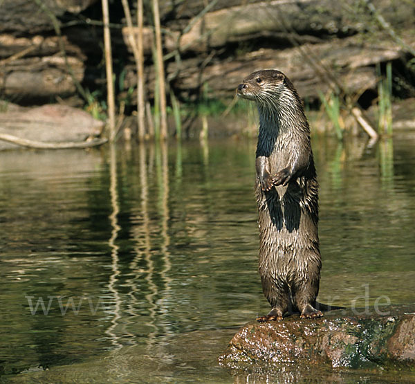 Fischotter (Lutra lutra)