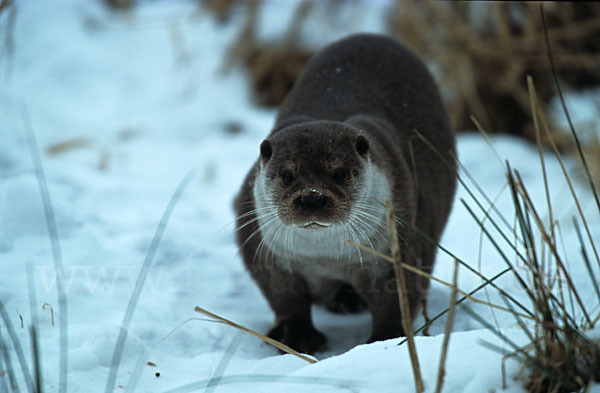 Fischotter (Lutra lutra)