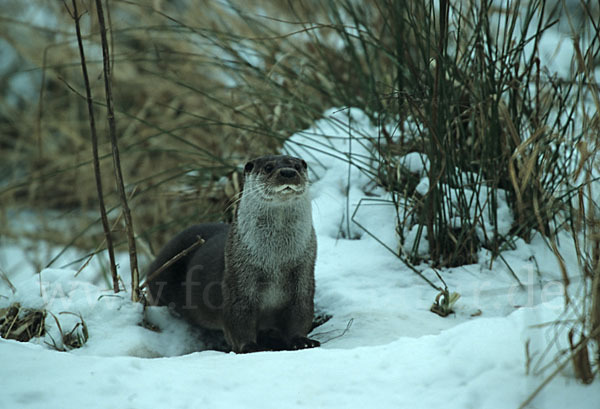 Fischotter (Lutra lutra)