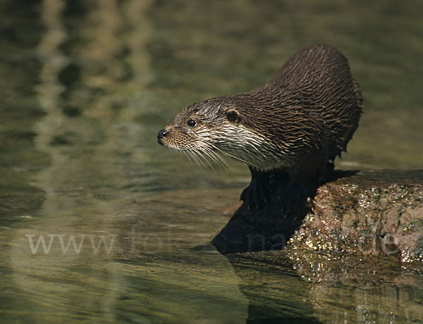 Fischotter (Lutra lutra)