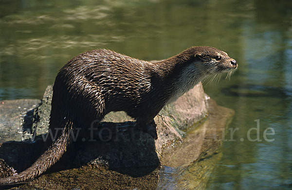 Fischotter (Lutra lutra)