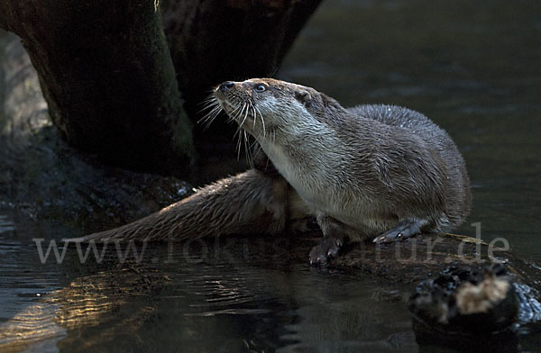 Fischotter (Lutra lutra)