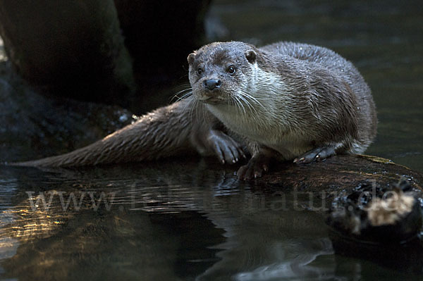 Fischotter (Lutra lutra)