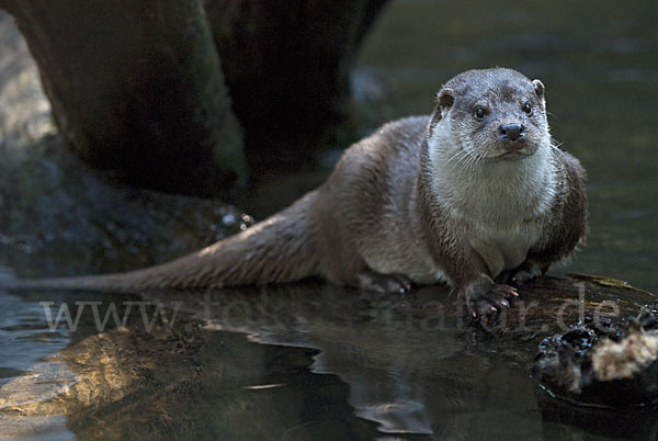 Fischotter (Lutra lutra)