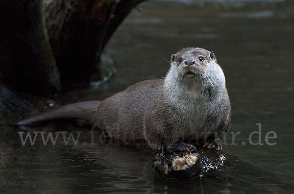 Fischotter (Lutra lutra)